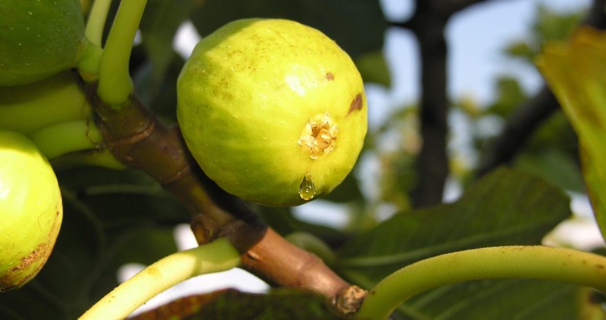 Rinnovabili • Favorire i processi naturali di crescita delle piante con i biostimolanti