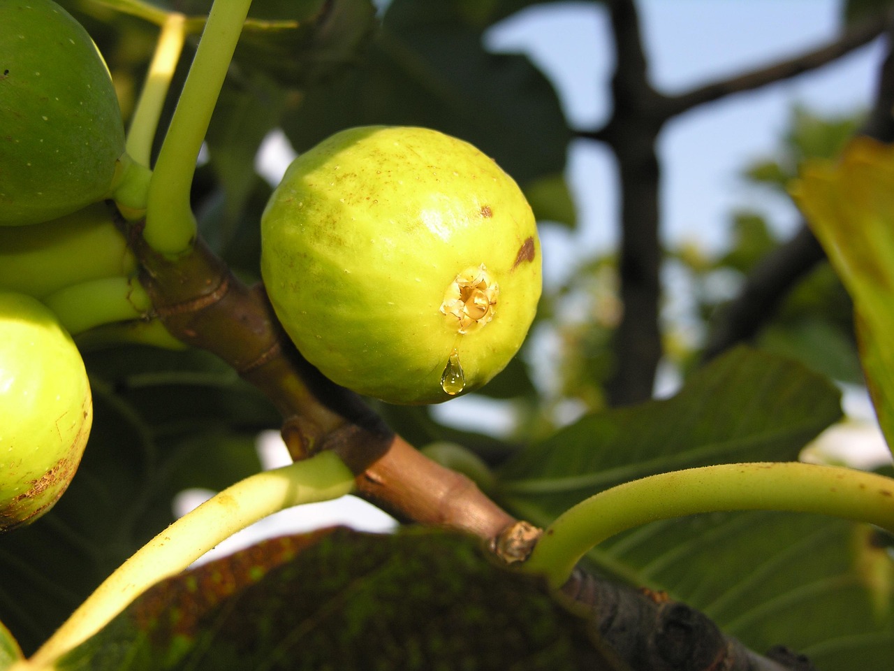 Favorire i processi naturali di crescita delle piante con i biostimolanti