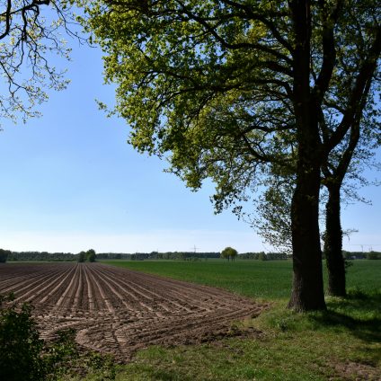 Rinnovabili • Semplificazione della PAC, primo voto della Commissione AGRI