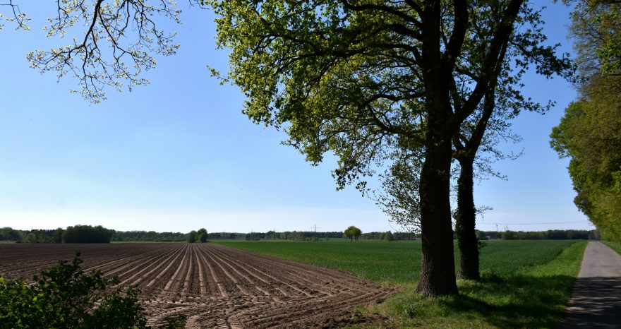 Rinnovabili • Semplificazione della PAC, primo voto della Commissione AGRI