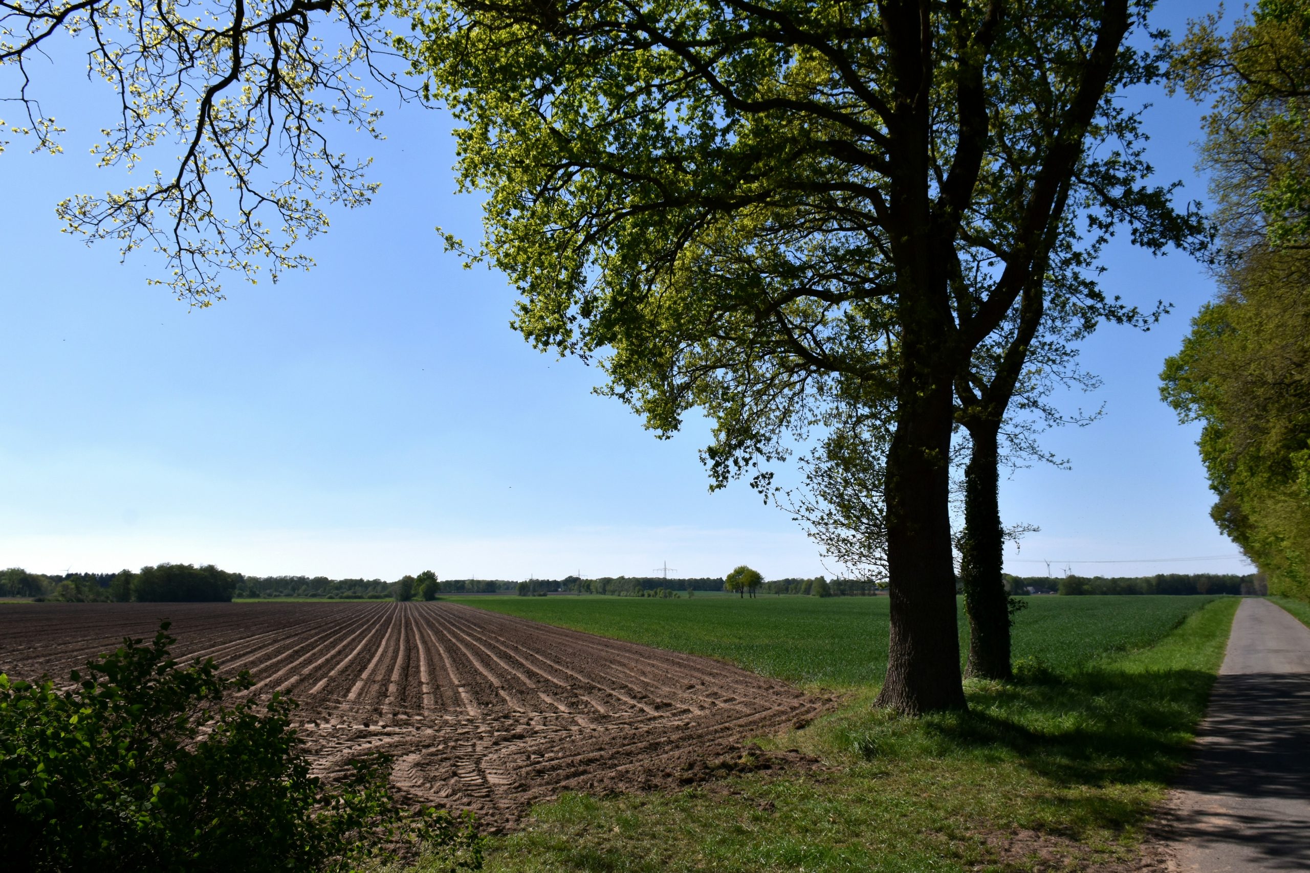 Semplificazione della PAC, primo voto della Commissione AGRI