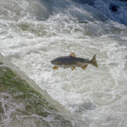 Rinnovabili • Acquacoltura e salmoni, molti problemi da affrontare ma quali sono le soluzioni?