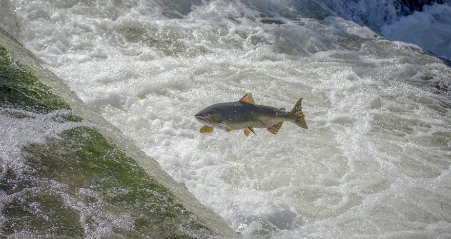 Rinnovabili • Acquacoltura e salmoni, molti problemi da affrontare ma quali sono le soluzioni?