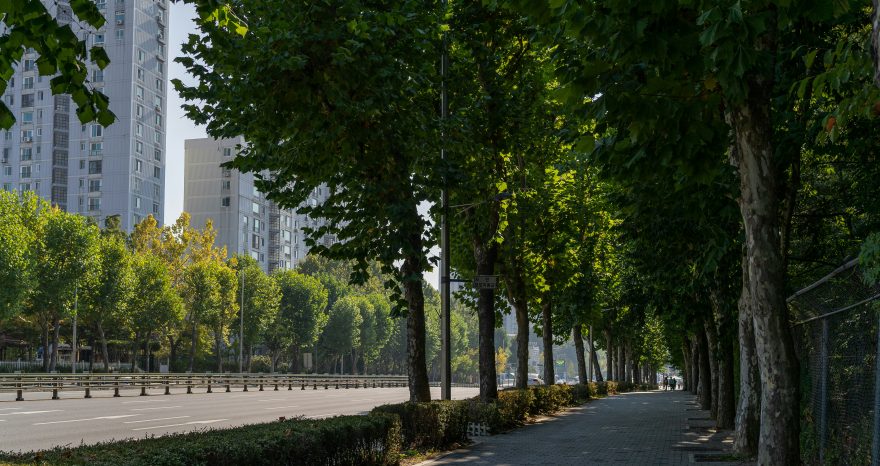 Rinnovabili • Il verde urbano ha un effetto positivo sulla salute, piantiamo più alberi nelle città
