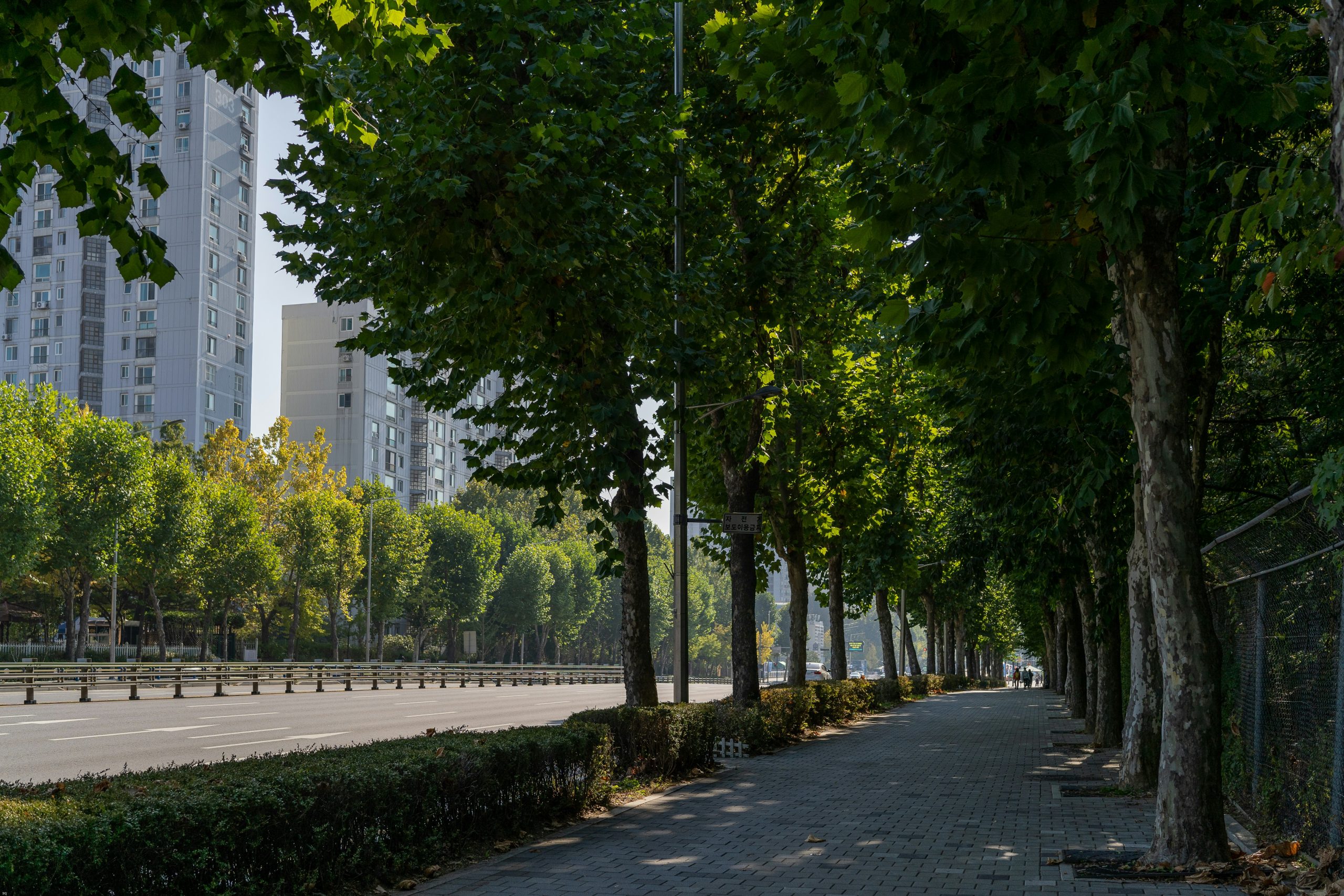 Il verde urbano ha un effetto positivo sulla salute, piantiamo più alberi nelle città