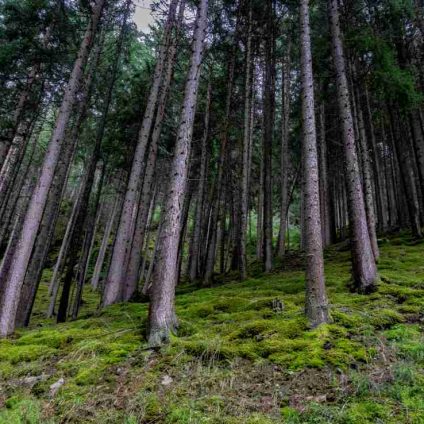 Rinnovabili • Crediti di carbonio forestali: nasce il registro nazionale.