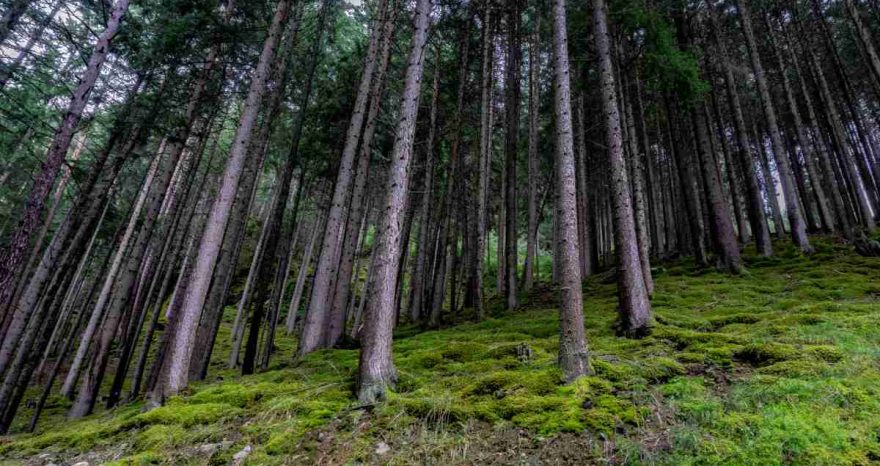 Rinnovabili • Crediti di carbonio forestali: nasce il registro nazionale.