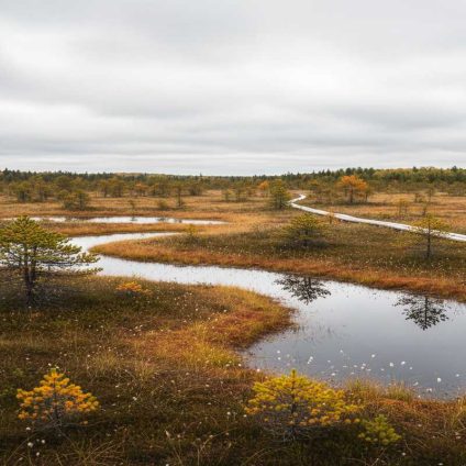 Rinnovabili • riserva-di-carbonio-torbiere