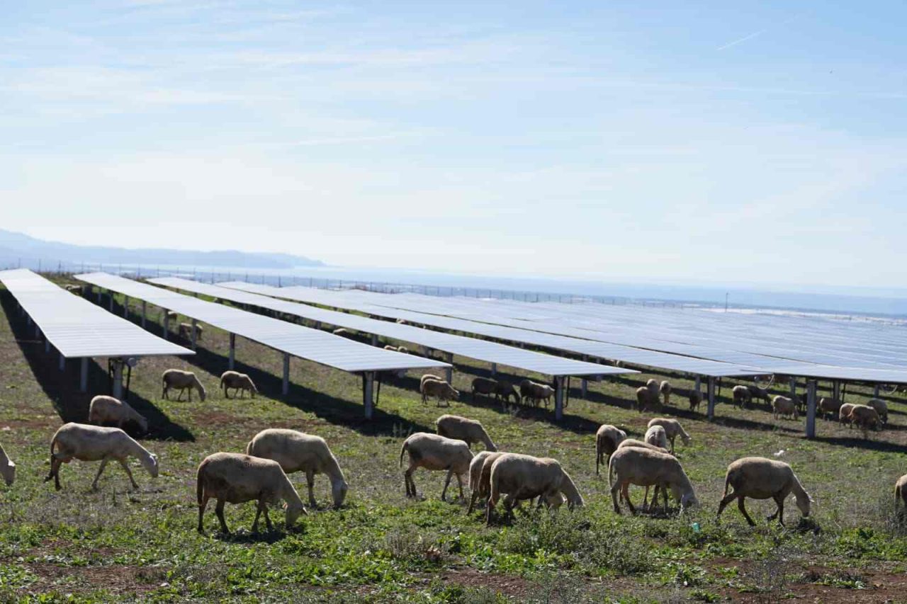 Rinnovabili • parco-fotovoltaico-a-pascolo-edp