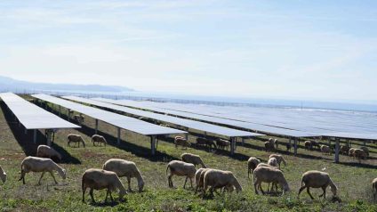 Rinnovabili • parco-fotovoltaico-a-pascolo-edp