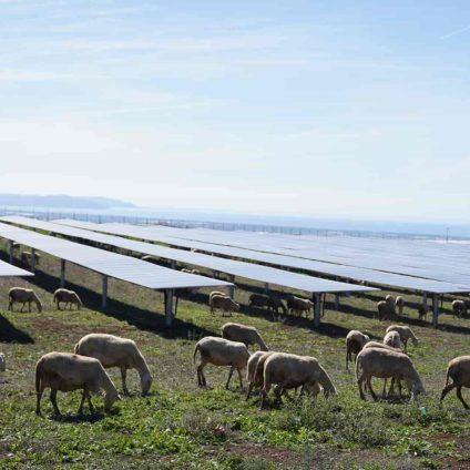 Rinnovabili • parco-fotovoltaico-a-pascolo-edp