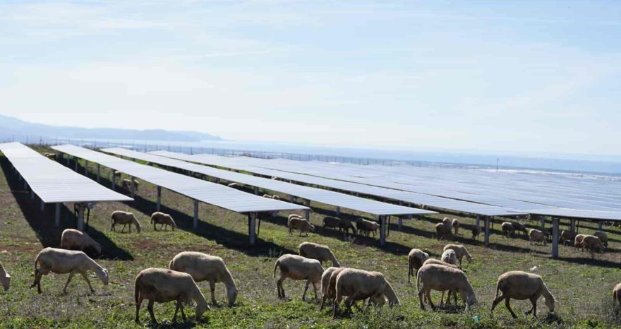 Rinnovabili • parco-fotovoltaico-a-pascolo-edp