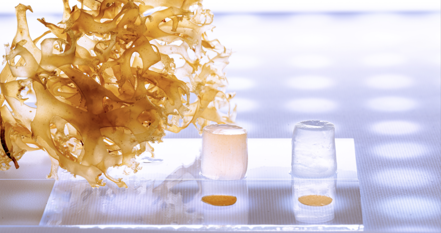 Rinnovabili • Idrogel biopolimerico e biostimolanti naturali per la coltivazione idroponica sostenibile