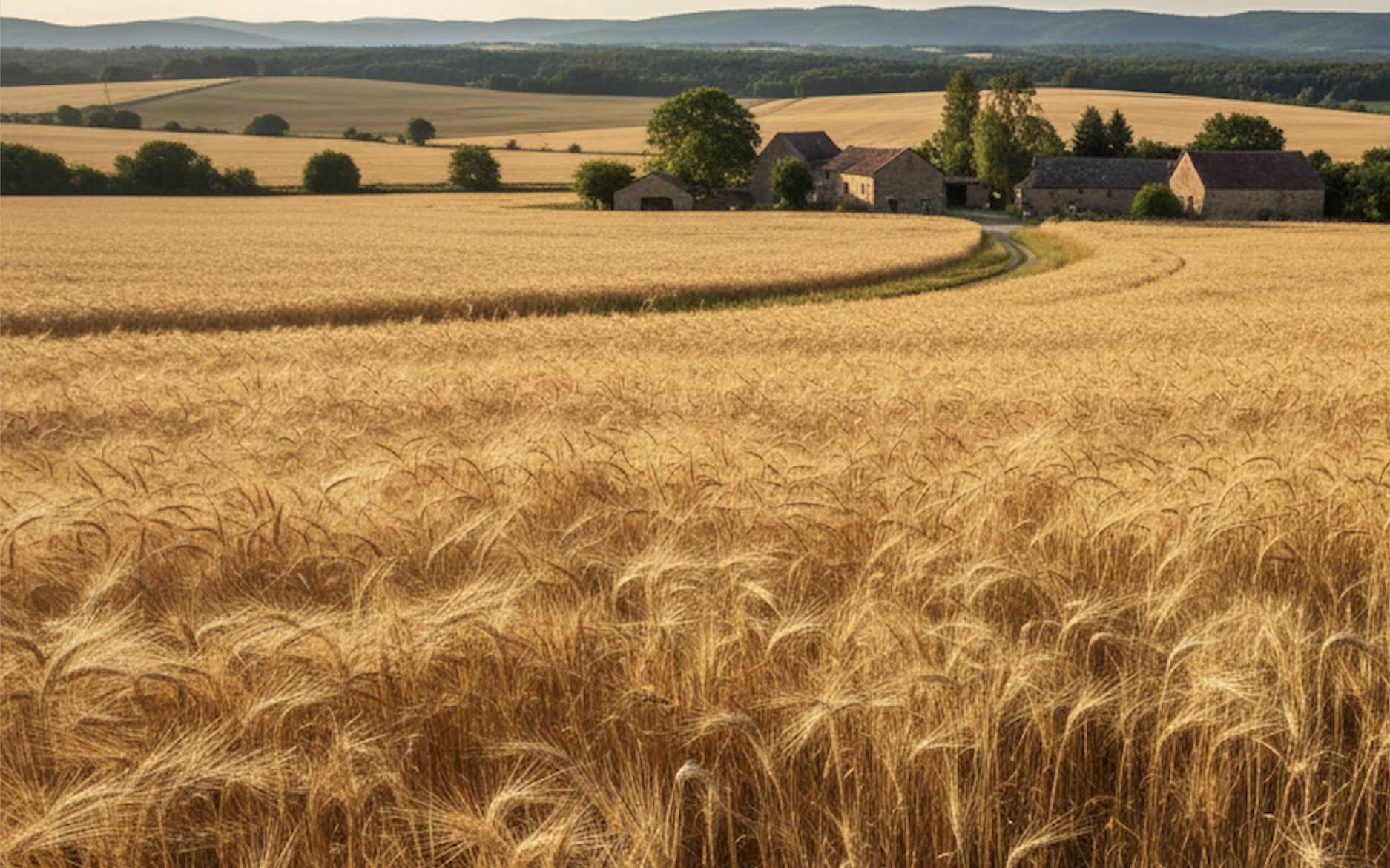 Le varietà di grano con rese elevate resistono anche in condizioni avverse