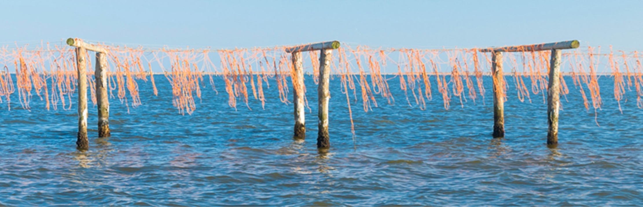 Acquacoltura: vongole, molluschi e ostriche tra crisi climatica e specie aliene