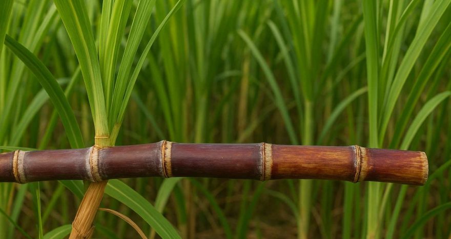 Rinnovabili • uso-sostenibile-dei-biocarburanti-cop30