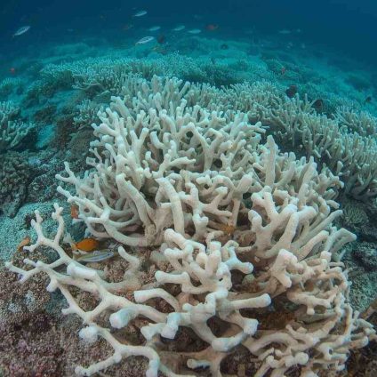 Rinnovabili • primo-punto-di-non-ritorno-climatico