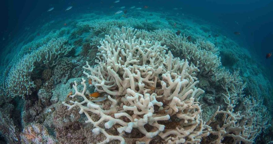 Rinnovabili • primo-punto-di-non-ritorno-climatico