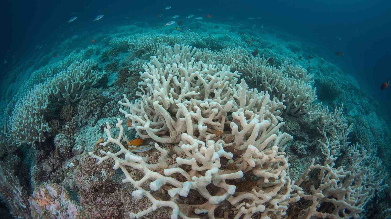 La Terra ha raggiunto il primo punto di non ritorno climatico