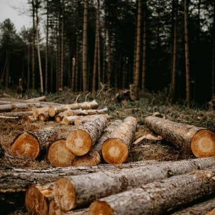 Rinnovabili • La deforestazione rallenta, una piccola speranza per le foreste