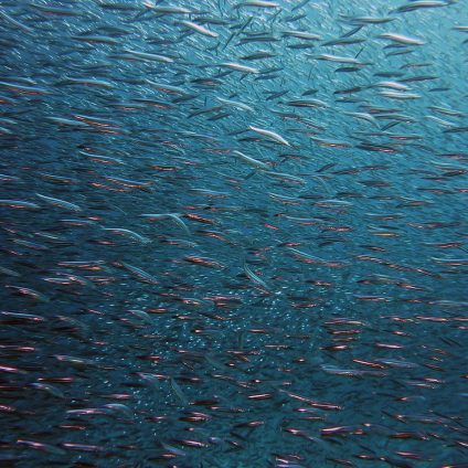 Rinnovabili • Progetto IPEPAC, gli scarti della lavorazione del pesce diventano una risorsa