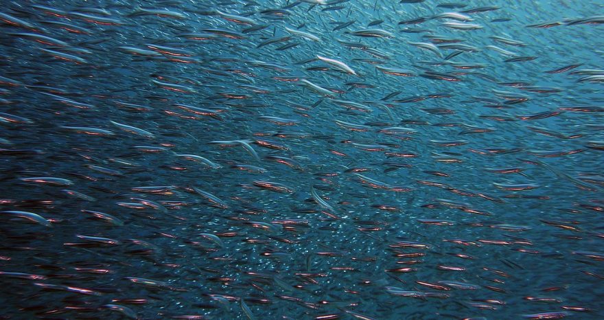 Rinnovabili • Progetto IPEPAC, gli scarti della lavorazione del pesce diventano una risorsa