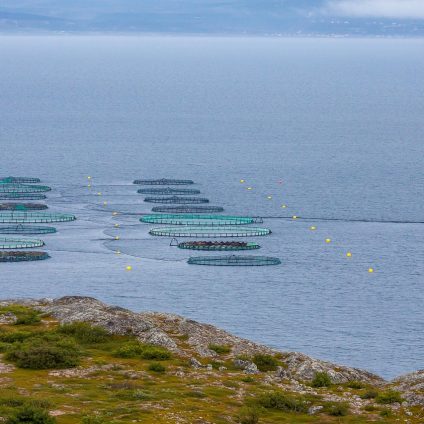 Rinnovabili • Acquacoltura: vongole, molluschi e ostriche tra crisi climatica e specie aliene