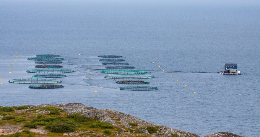 Rinnovabili • Acquacoltura: vongole, molluschi e ostriche tra crisi climatica e specie aliene