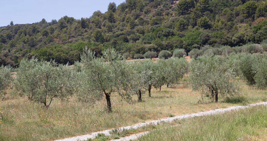 Rinnovabili • Siccità: i batteri su misura che salvano gli olivi