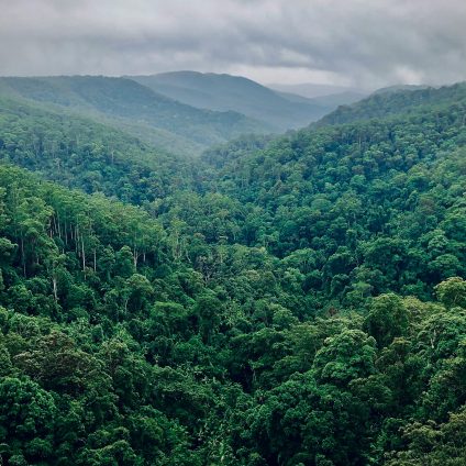 Rinnovabili • Deforestazione, l’ultima proposta per la semplificazione dell’EUDR