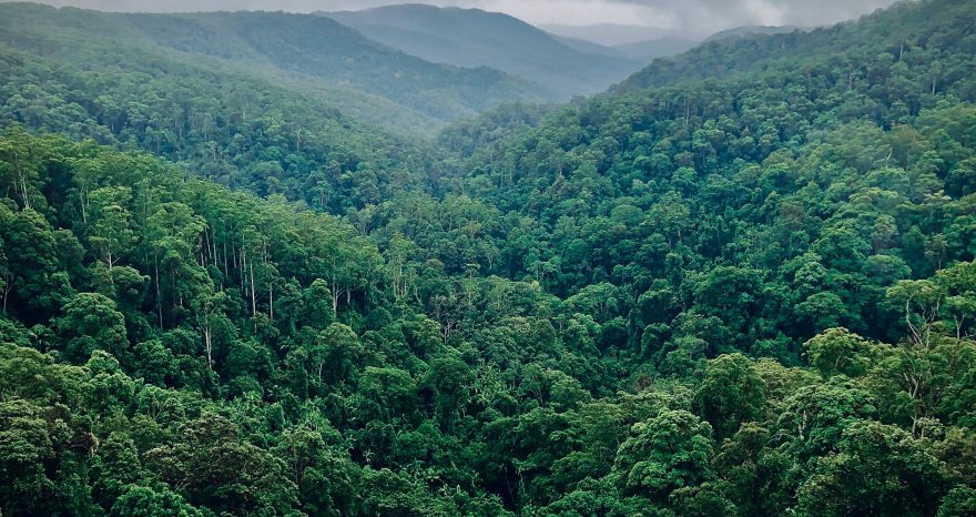 Rinnovabili • Deforestazione, l’ultima proposta per la semplificazione dell’EUDR