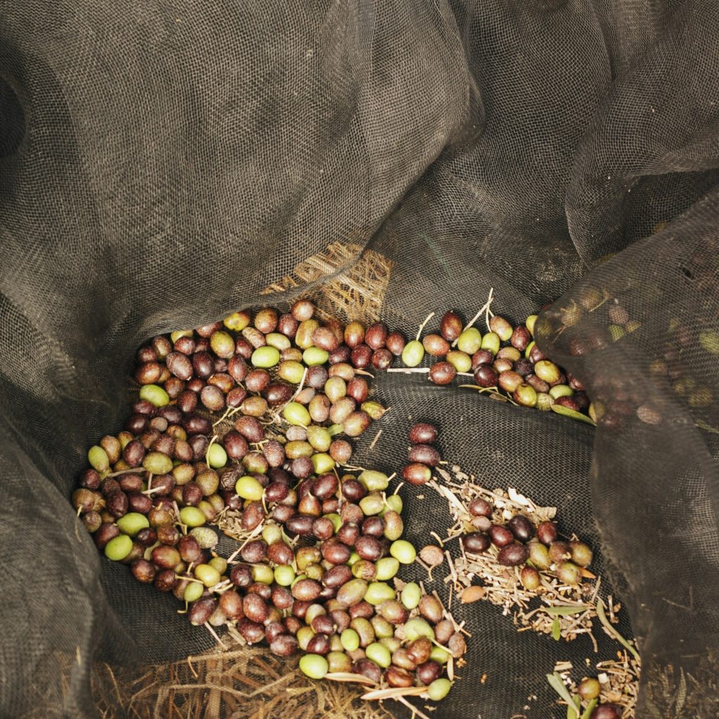 Olive al frantoio, rinviata al 2026 la norma per il conferimento entro sei ore dalla raccolta
