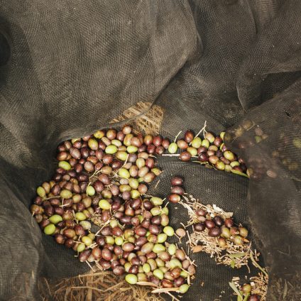 Rinnovabili • Olive al frantoio, rinviata al 2026 la norma per il conferimento entro sei ore dalla raccolta