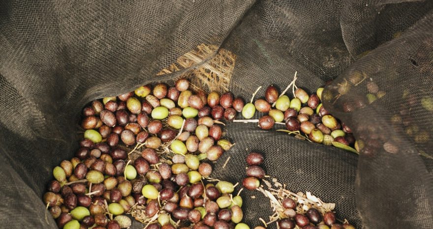 Rinnovabili • Olive al frantoio, rinviata al 2026 la norma per il conferimento entro sei ore dalla raccolta