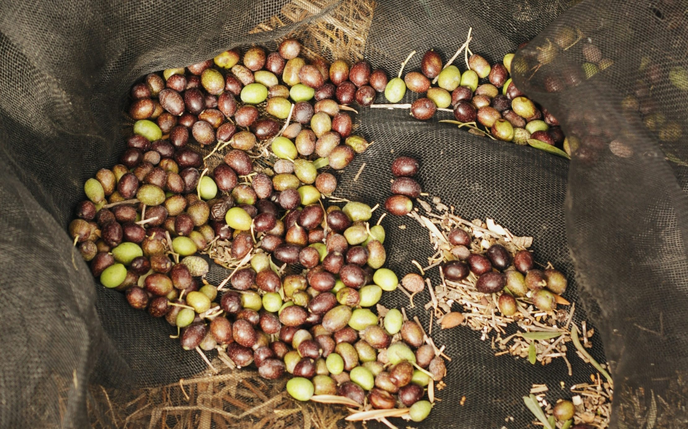 Olive al frantoio, rinviata al 2026 la norma per il conferimento entro sei ore dalla raccolta