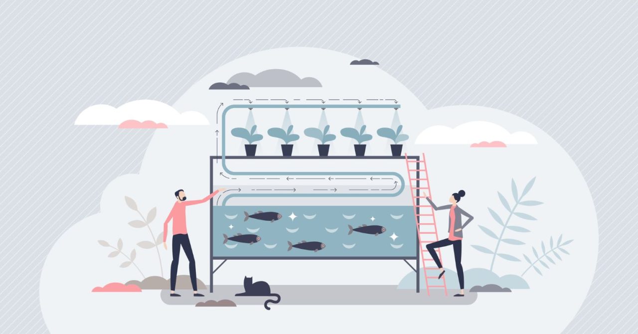 Rinnovabili • Agricoltura acquaponica: una promessa di sostenibilità e sicurezza