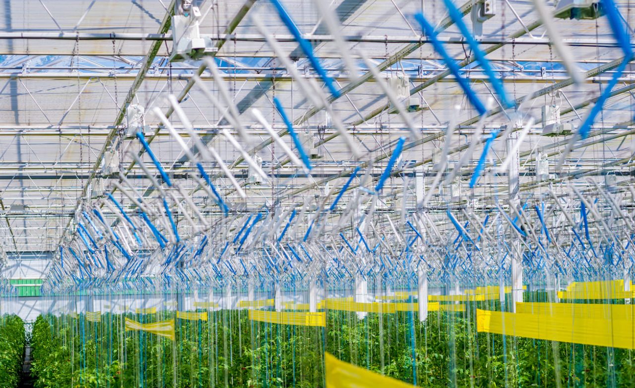 Rinnovabili • Agricoltura su pellicola: la risposta giapponese alle sfide della sicurezza alimentare