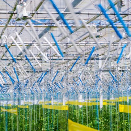 Rinnovabili • Agricoltura su pellicola: la risposta giapponese alle sfide della sicurezza alimentare