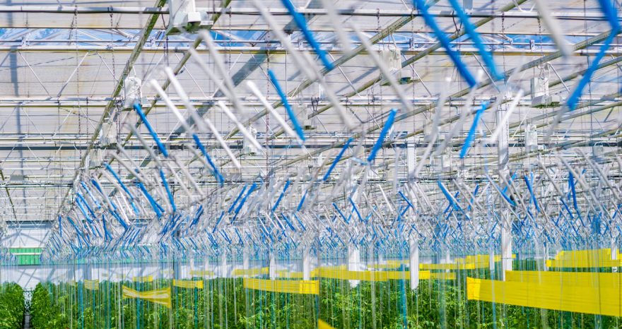 Rinnovabili • Agricoltura su pellicola: la risposta giapponese alle sfide della sicurezza alimentare