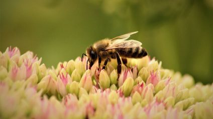 Rinnovabili • Biodiversità e imprese, adottato il nuovo modello IPBES