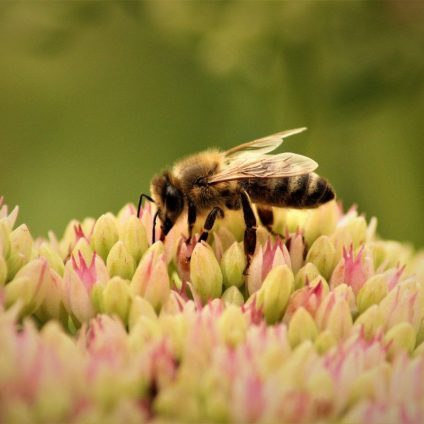 Rinnovabili • Biodiversità e imprese, adottato il nuovo modello IPBES