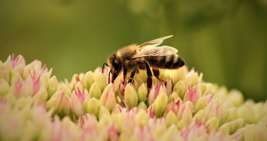 Rinnovabili • Biodiversità e imprese, adottato il nuovo modello IPBES