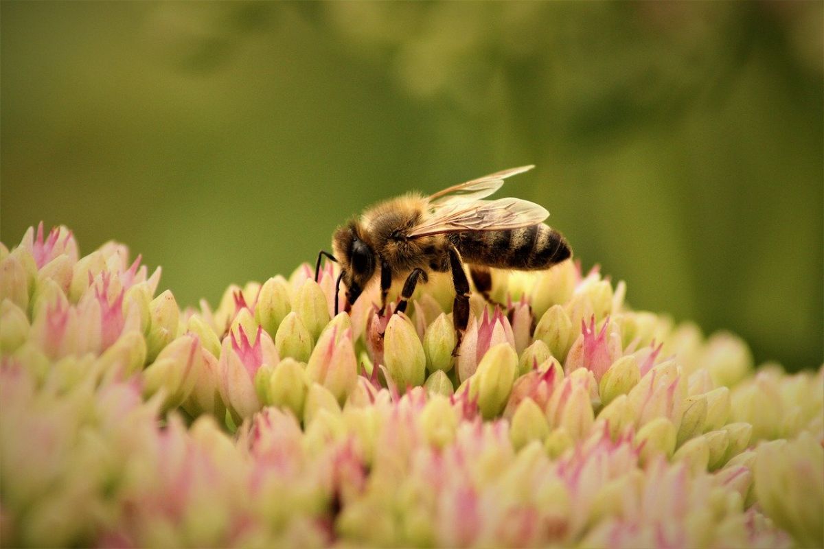 Imprese contro la biodiversità. Dal 2023, 7.300 mld di $ di flussi nocivi alla natura