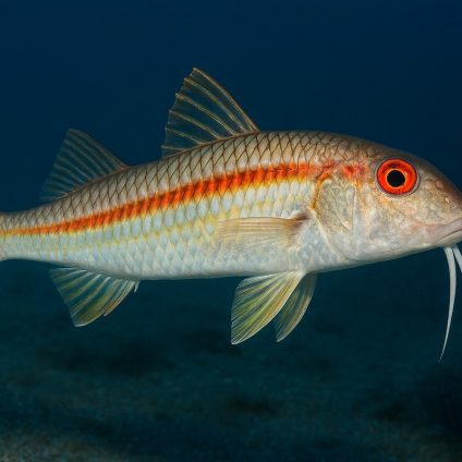 Rinnovabili • microplastiche-nei-pesci-oceano-pacifico