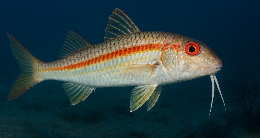 Rinnovabili • microplastiche-nei-pesci-oceano-pacifico