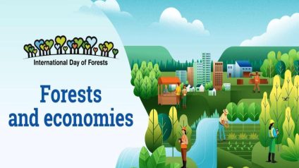 Rinnovabili • Giornata Internazionale delle Foreste 2026 - Foreste ed Economie
