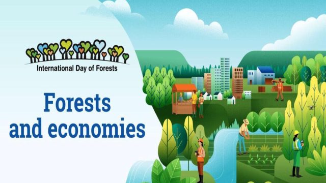 Rinnovabili • Giornata Internazionale delle Foreste 2026 - Foreste ed Economie