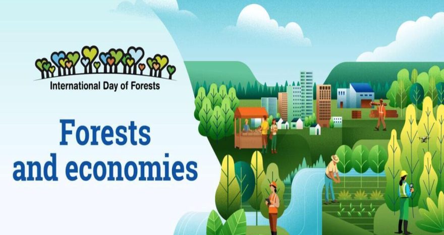 Rinnovabili • Giornata Internazionale delle Foreste 2026 - Foreste ed Economie