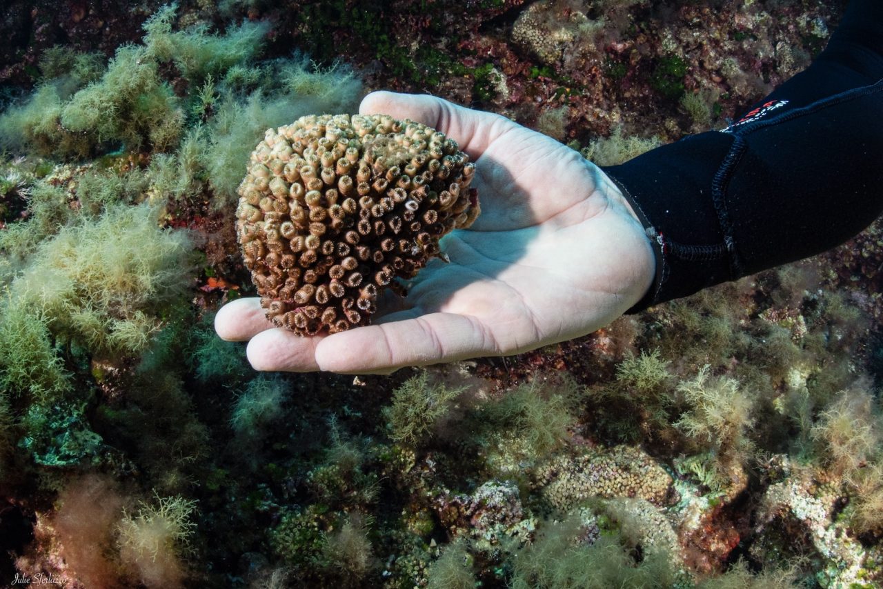 Rinnovabili • Marevivo, da 40 anni dalla parte del mare