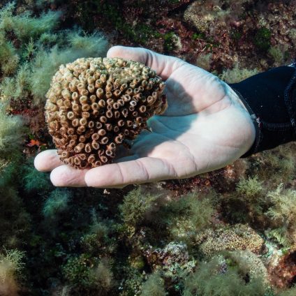 Rinnovabili • Marevivo, da 40 anni dalla parte del mare